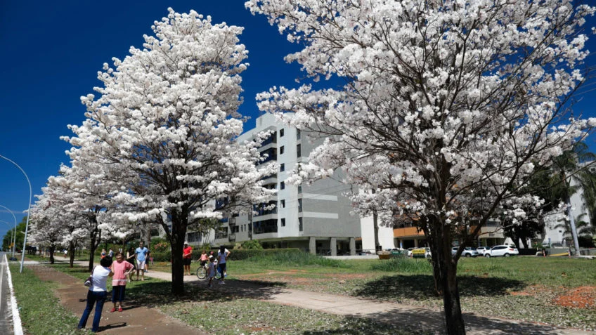 A apreciação dos ipês brancos virou uma tradição cultural na capital do país. Foto: Divulgação